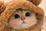 Best otter game ever