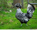Chicken is ma FAV / Chickenfans c: