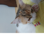 냥냥냥이