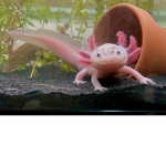 Axolotl‘s are the best thank you for your axolotl