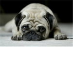 The Pug Lovers