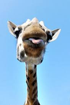 The Zoo Animals! (You)