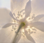ʚɞ lysteriia