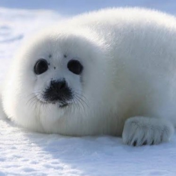seal land :P