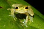 We live by the frog