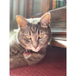 The Followers of Herminecraft_cat