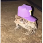Husna robux