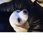De dog that can talk :O