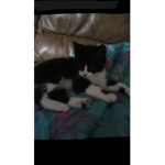 Cats meow meow meow Mya plays