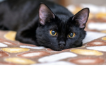 Cute cat:3