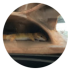 Cheese’s Kaiju Universe Predictions