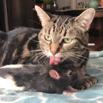 Cats And Rats Together