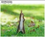 흑우단모집
