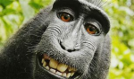 #1 Monkey Gang fr fr