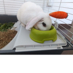 Rabbit SQUAD BFF