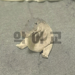 악 어 교