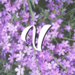 Vershiz Official Fan Group