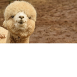 Alpaca and another thing close to an Alpaca