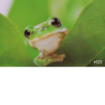 Frog Frog!!