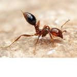 The Grand Ant Party