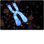 Chromosome empire