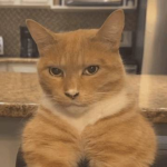 Mercangamerxd