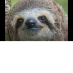 Sloth boy gaming fan club
