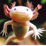 The Axolotls :3