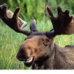 Moose_Clan