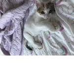 My Kitty name is marshmallow