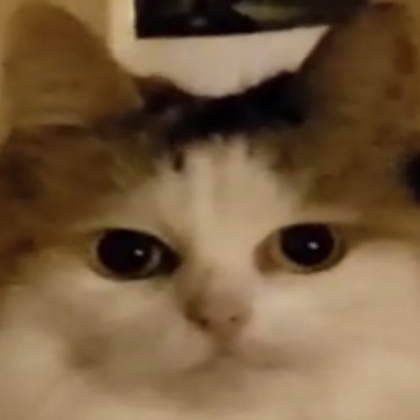 Staring Cat Meme 👁^👁 Roblox decal