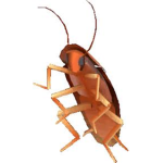 the ded cockroaches