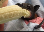 The banana bats