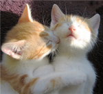 kitten lovers
