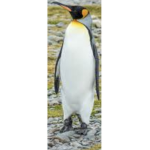 The official penguin party