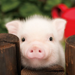 THE PIGS!!!