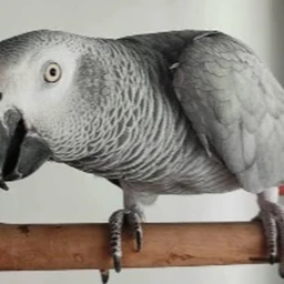 Fly As A Parrot Simulator icon