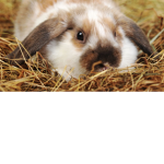 Bunny's Unitéd