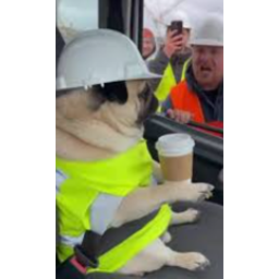 Jestem Mops OBBY
