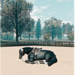 * . • R Discipline Academy • . *