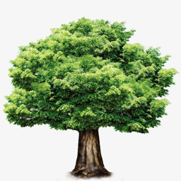 Man in the Tree