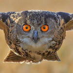 Owl Mall