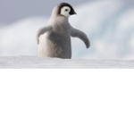 The epic penguin family