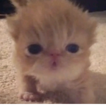 Cat Forc3s