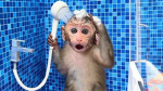 monkey land's games