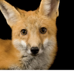 Super fox Stuff