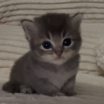 kittyfaced