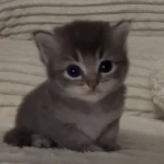 kittyfaced Group Thumbnail