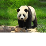 Osito panda group