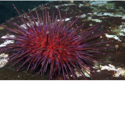 SEA URCHIN RAID TODAY AT 8PM BRITISH TIME